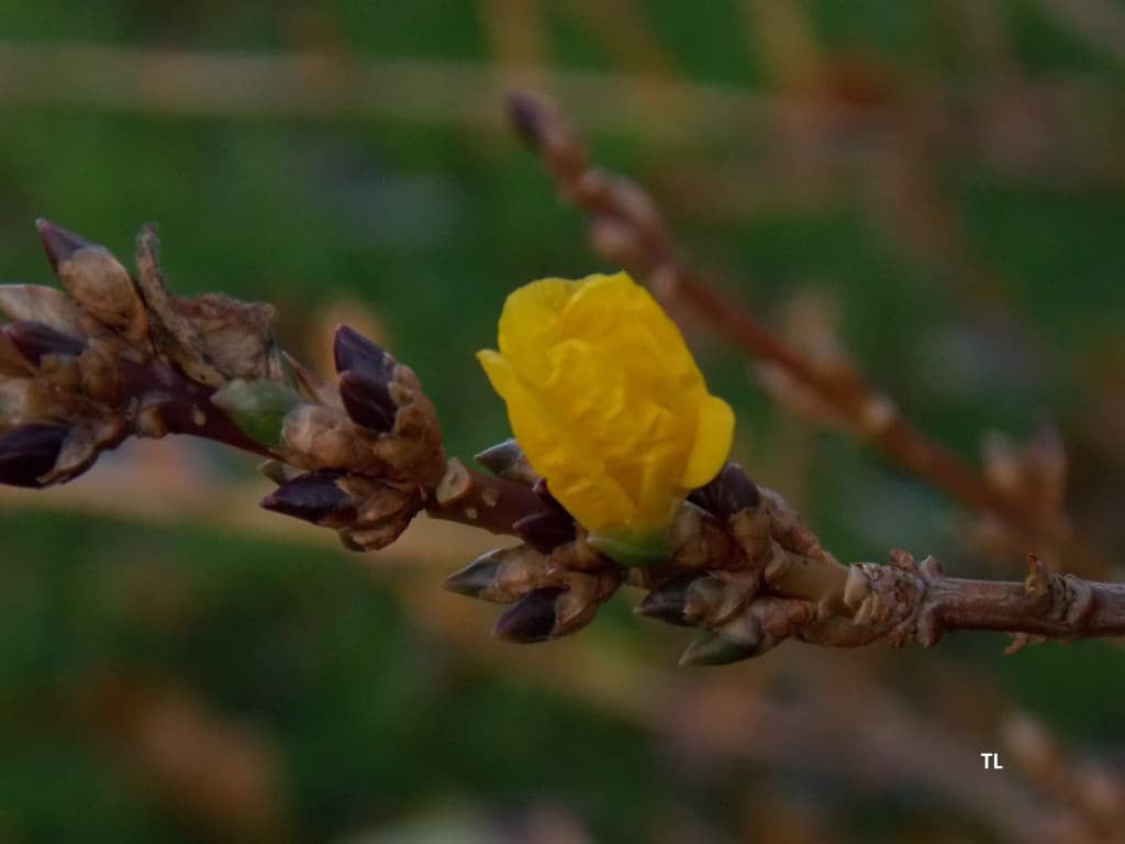 forsythia (fleur de noël)