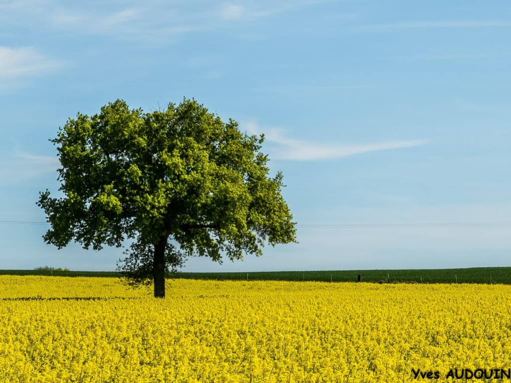 Beau temps cet après-midi