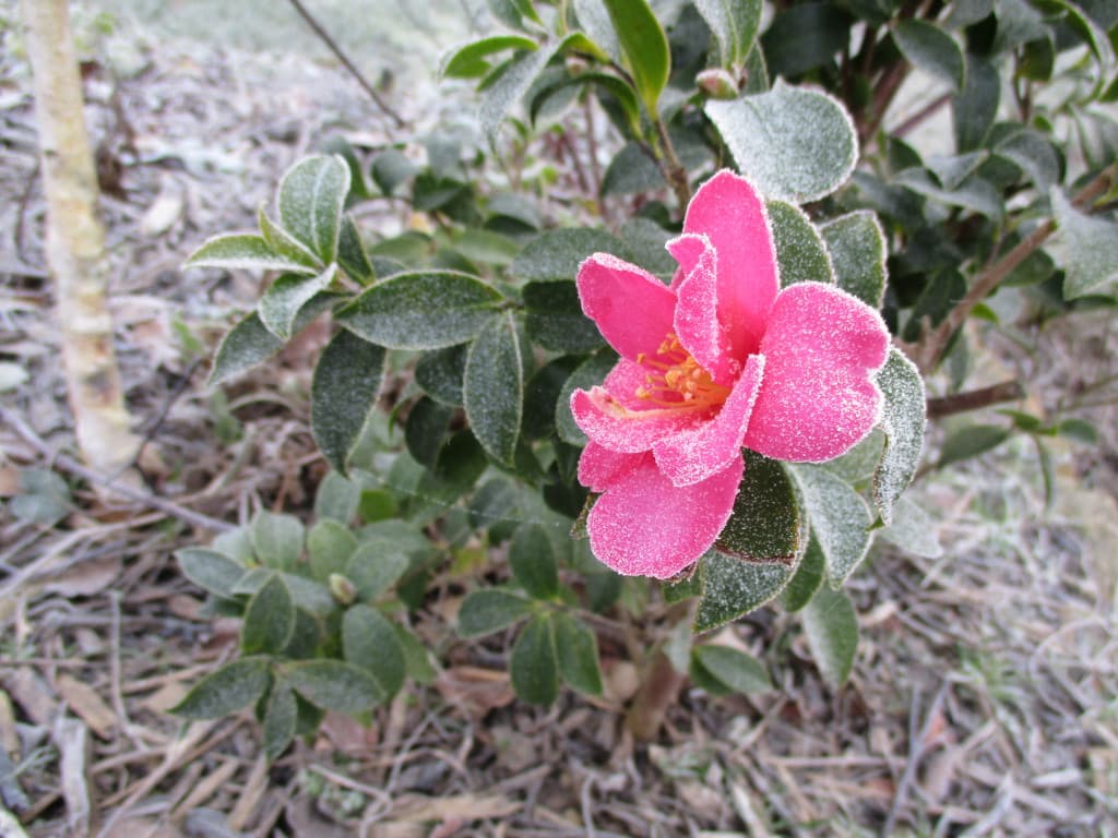 Camélia en sucre