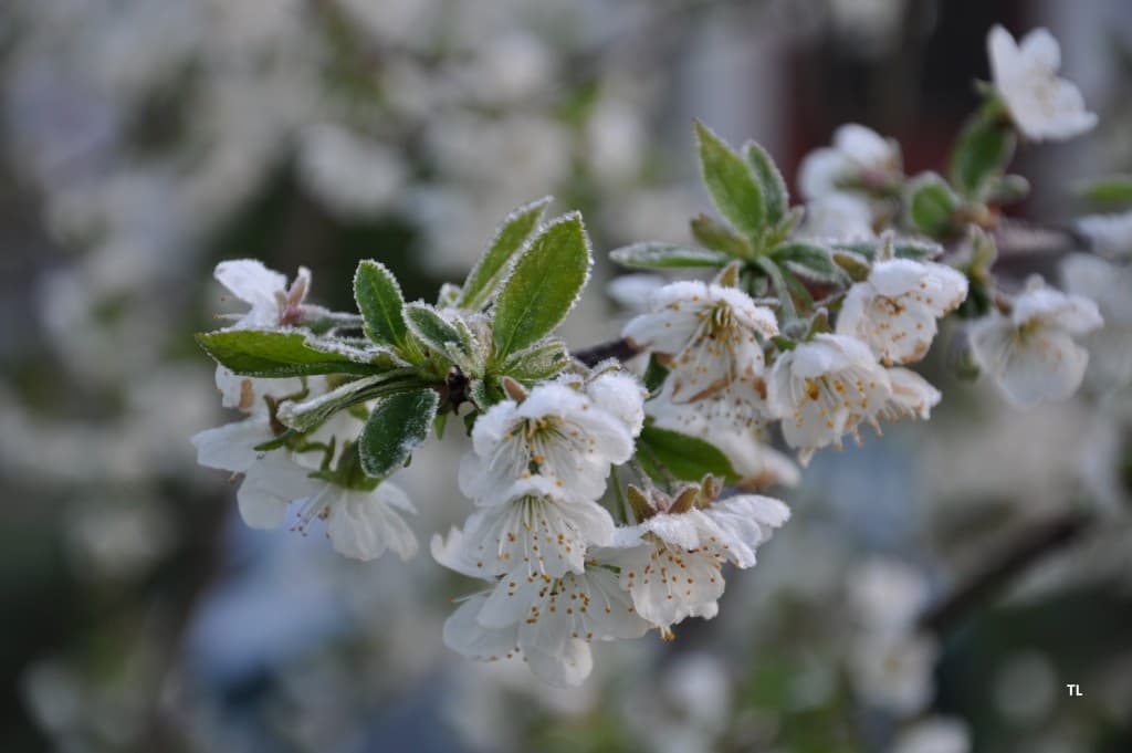 Gel sur cerisier en fleurs 