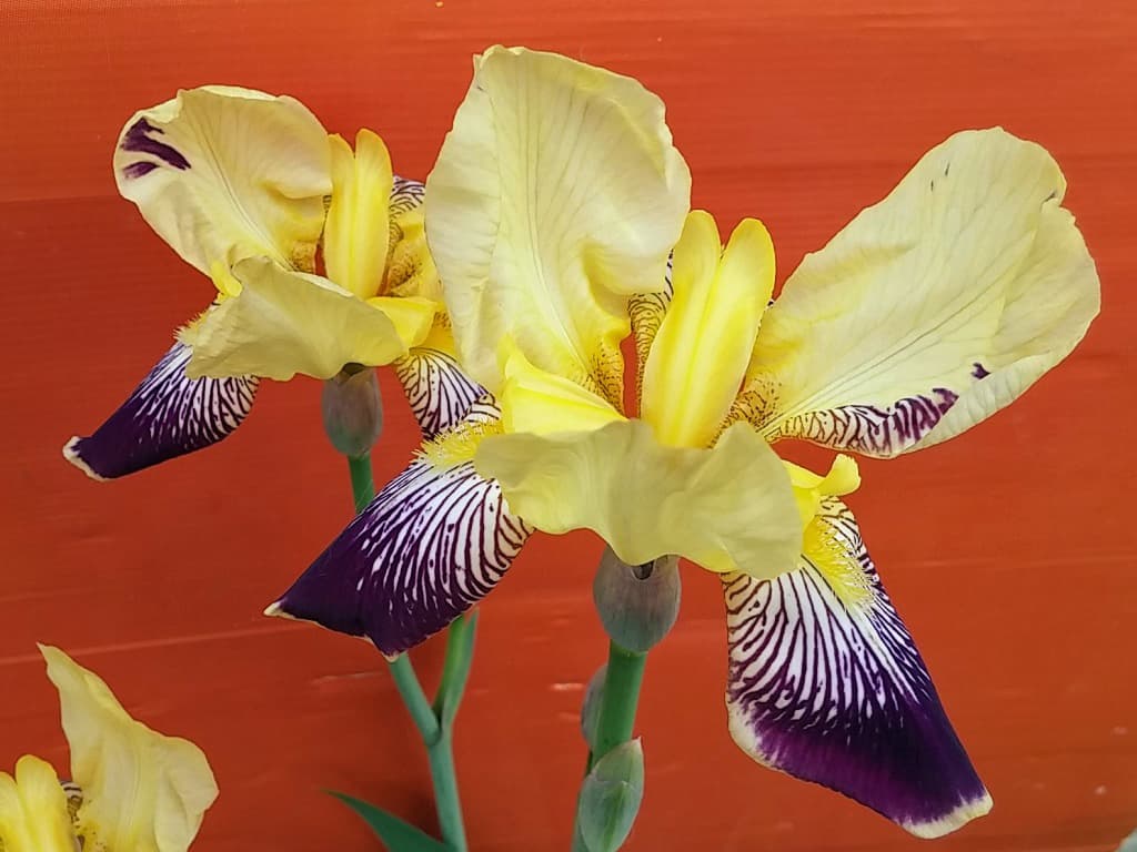 Iris Nibelungen, jaune violet strié