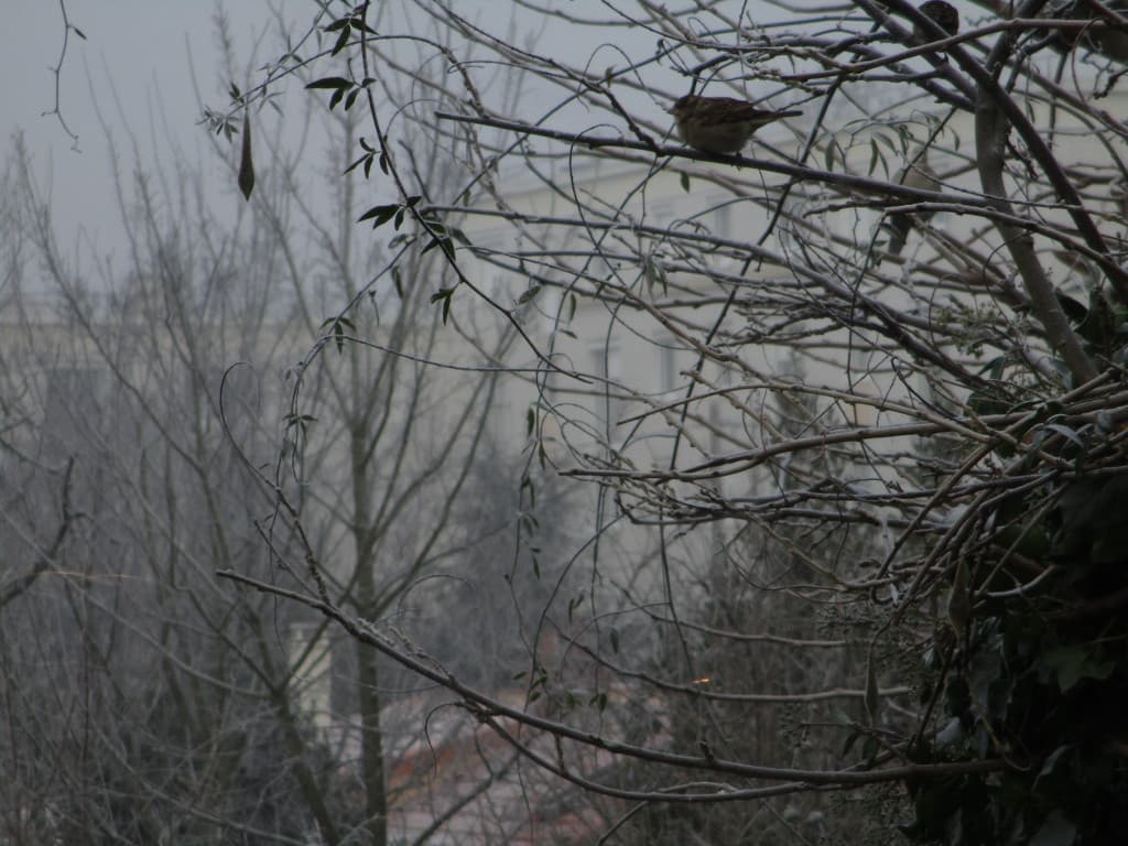 Les oiseaux ont froid