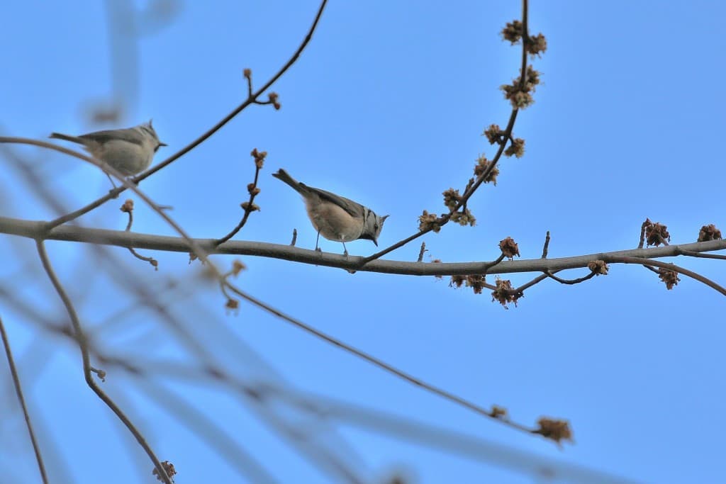 Mésange huppée