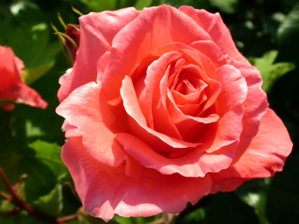Première rose à Rezé