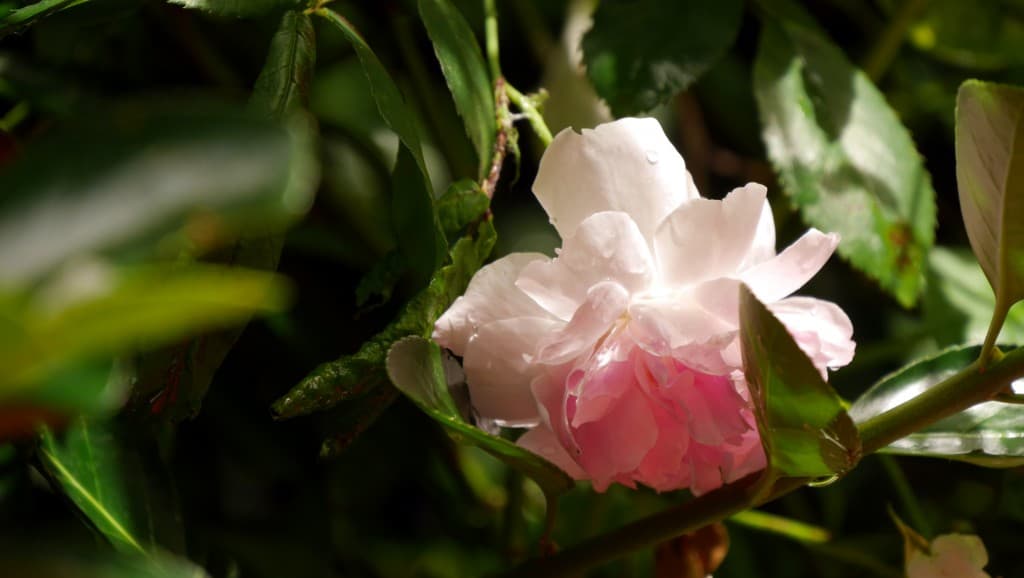 rose sauvage