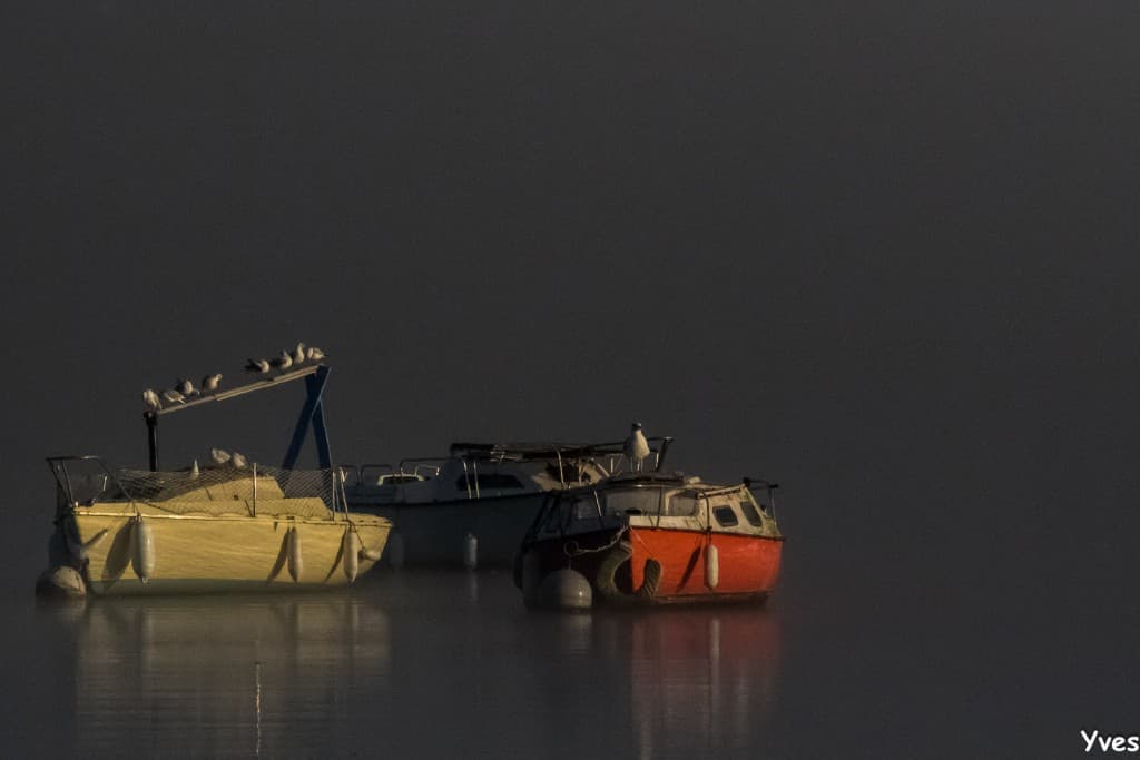 Brume matinale