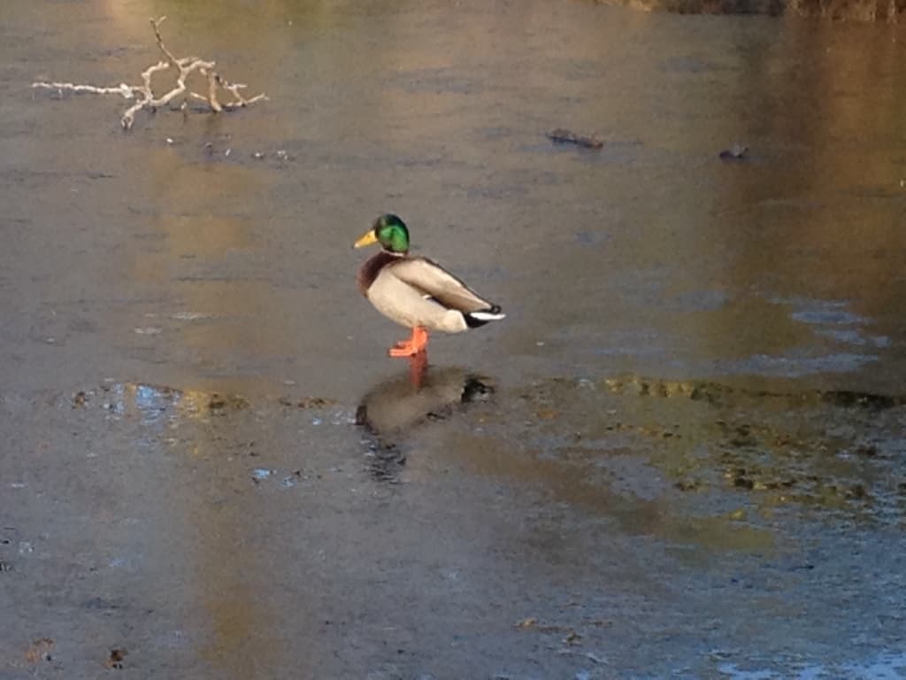 canard sur glace