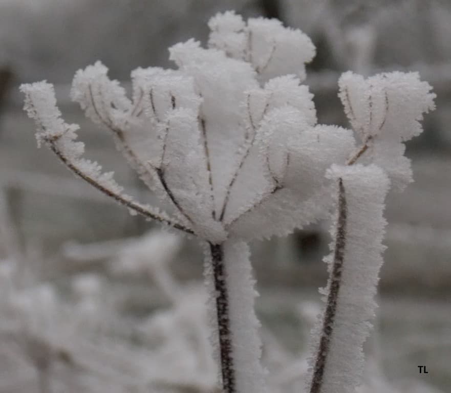 Givre!