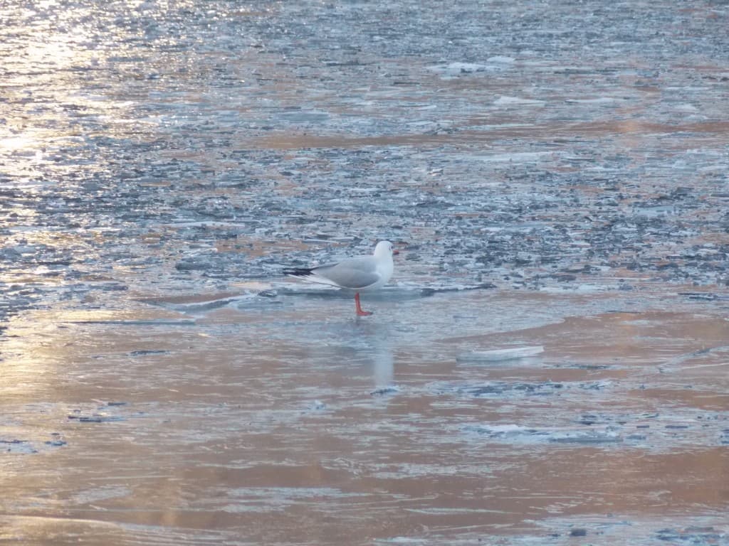 GLG. Je marche sur l'eau.