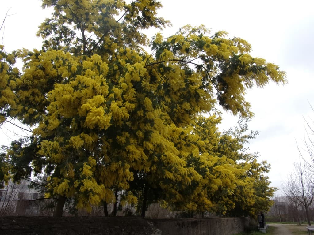 GLG- Mimosas en fleurs.