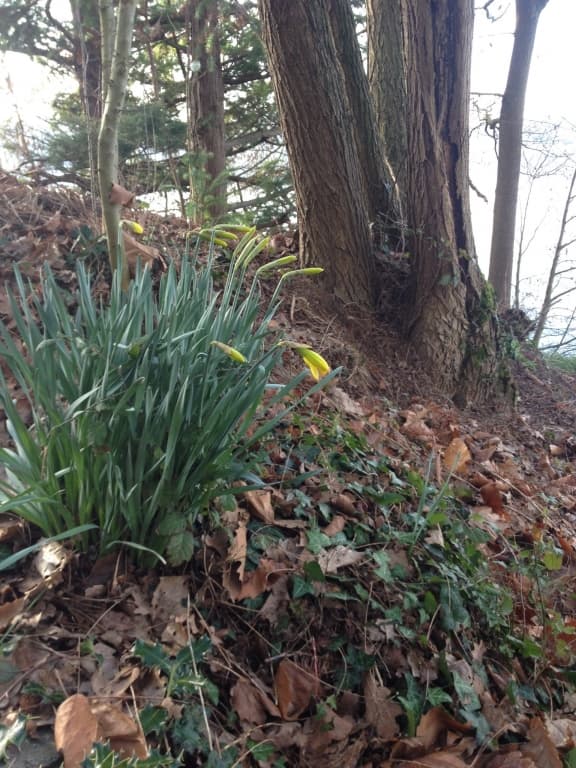 jonquilles en bouton