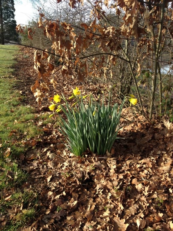 jonquilles en fleurs