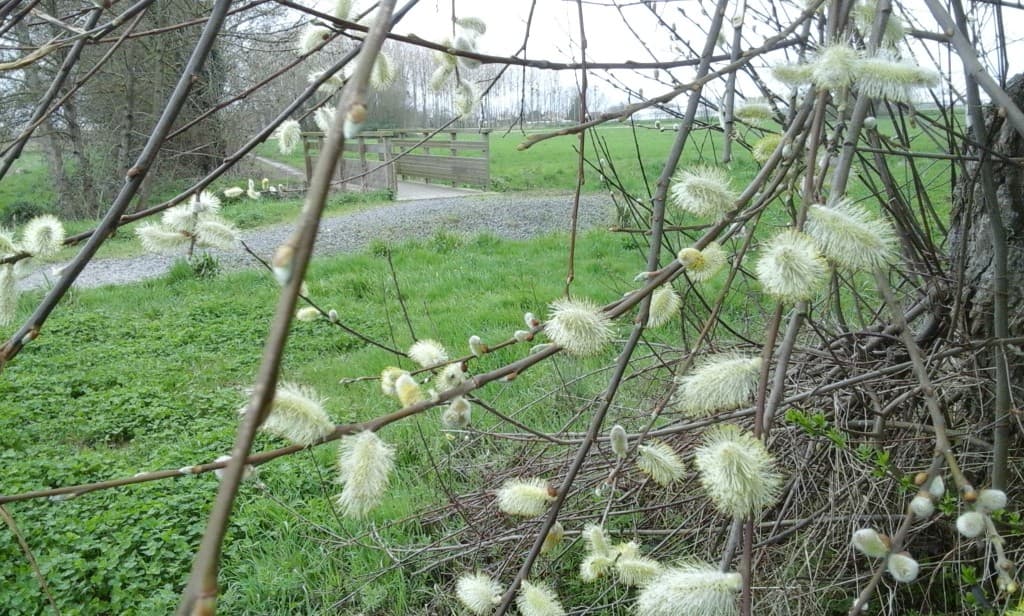 Le printemps est arrivé ...