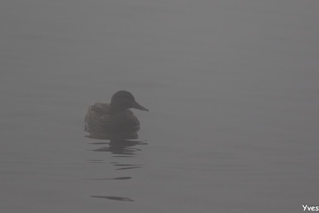 Une matinée très brumeuse