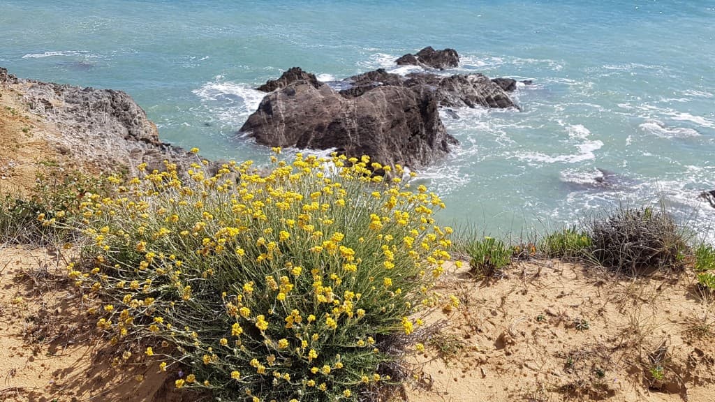 Immortelle des dunes