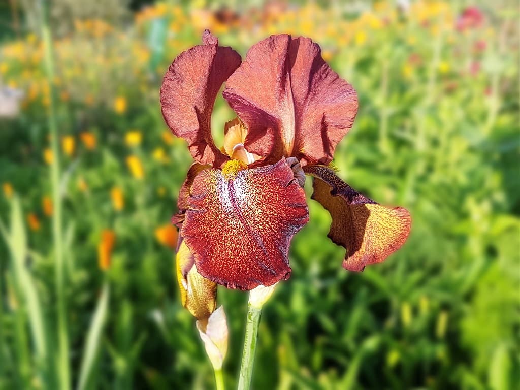 Iris en Vendée 