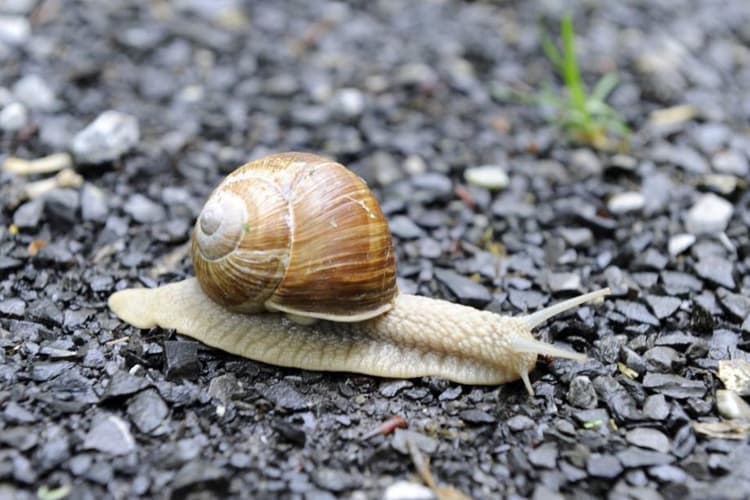 Image d'illustration pour Limaces, escargots, oiseaux, papillons : les conséquences d'un été pluvieux