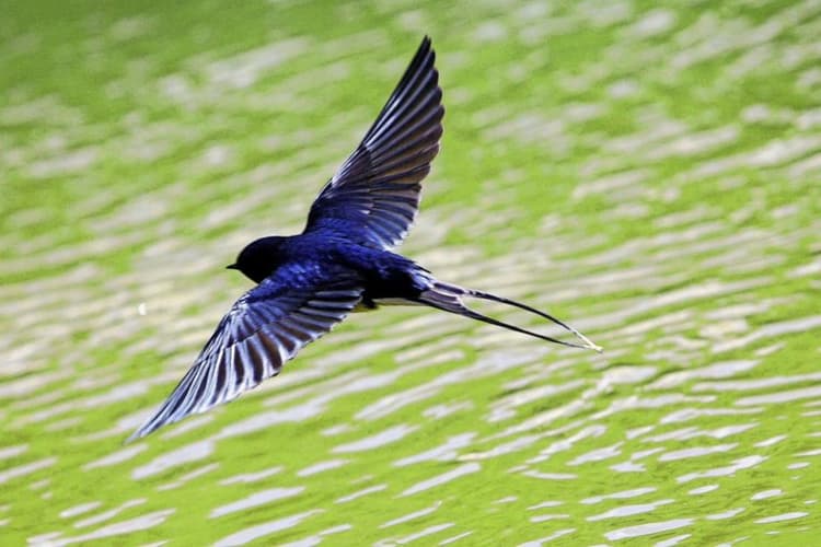 Image d'illustration pour Limaces, escargots, oiseaux, papillons : les conséquences d'un été pluvieux