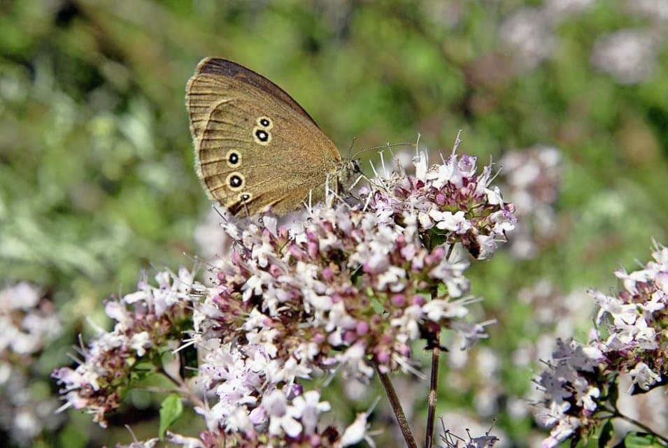 Image d'illustration pour Limaces, escargots, oiseaux, papillons : les conséquences d'un été pluvieux