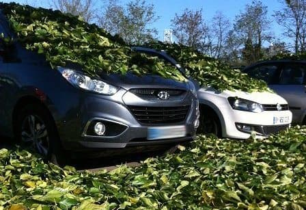 Image d'illustration pour Chute brutale des feuilles sous l'effet du gel