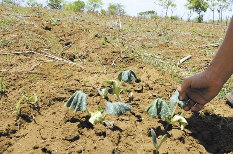 Image d'illustration pour Sécheresse en Amérique Centrale - Vers une crise humanitaire