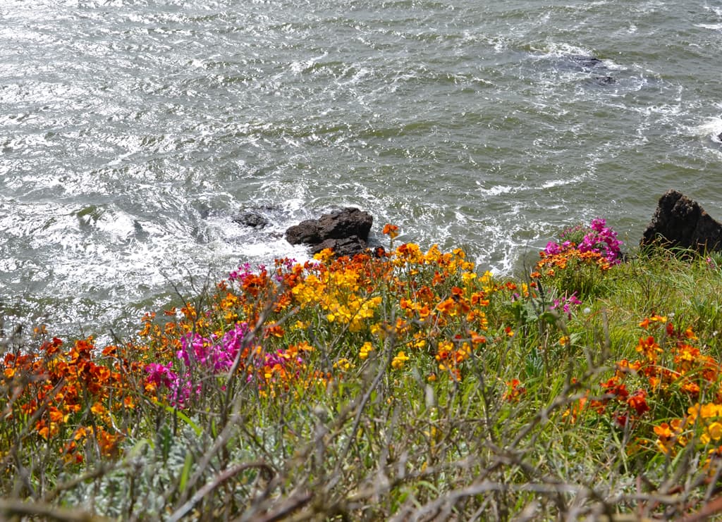 le printemps fleurit la pointe de chemoulin